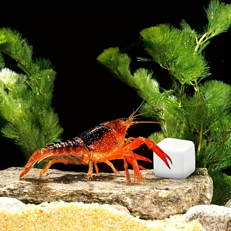 Calcium Powder Reptile - 6 Pcs Fish Tank Calcium Block