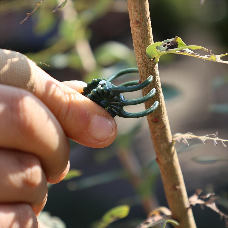 Wholesale Mini Plant Support C - Vine Climbing Plastic ulasan dan harga