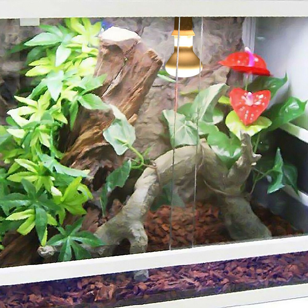 Turtle Temperature Controller  - Basking Bulb Halogen ulasan dan harga