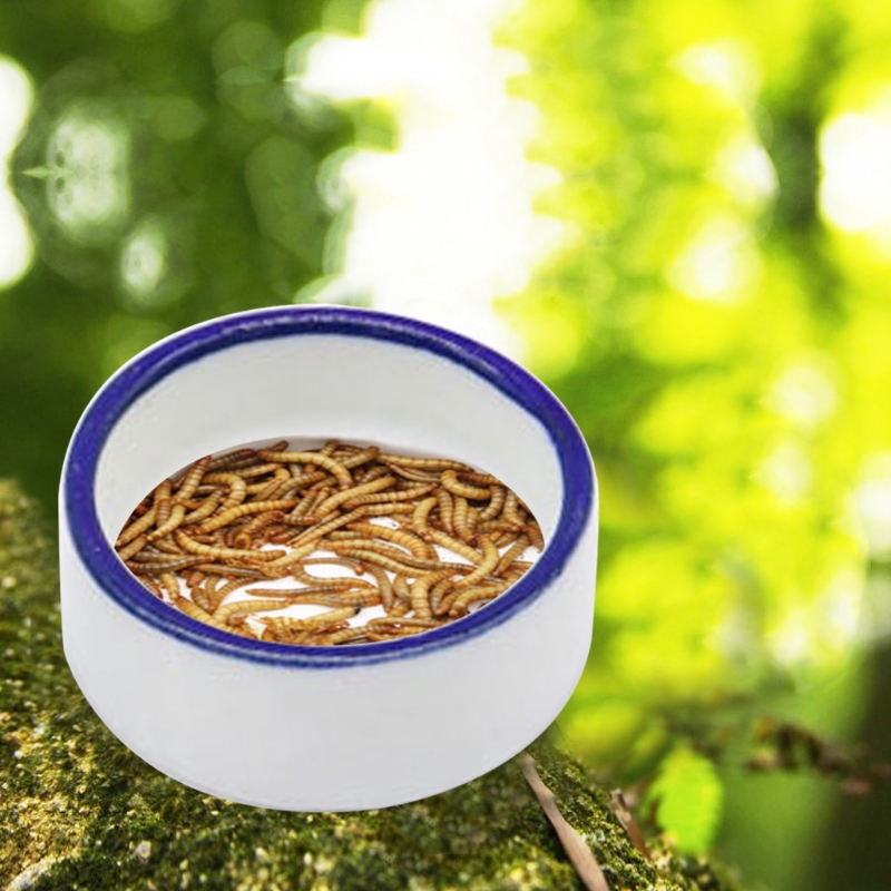 Reptile Bowl Spider Water Dish - Water Dish Reptile ulasan dan harga